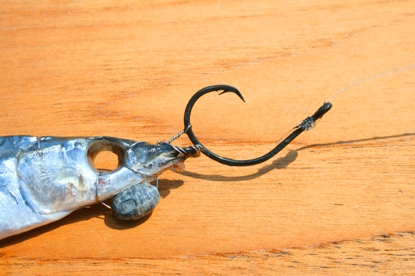 Circle hook hooked into a fish for Hooked on OC's website