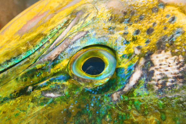 Green eye from the mahi mahi fish in Ocean City MD